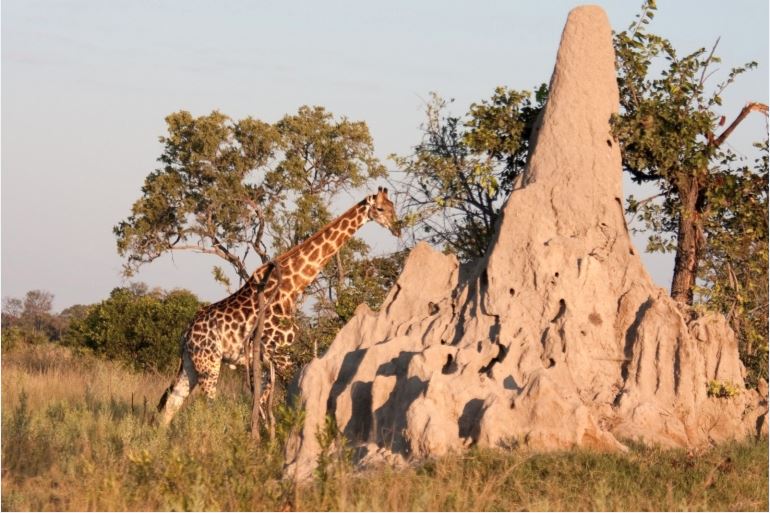   Fun fact - before the Dutch arrived in South  #Africa  in the 16th century, the largest and tallest built structure in sub-saharan Africa was built by termites.             #BLM Still searching for #Wakanda                   